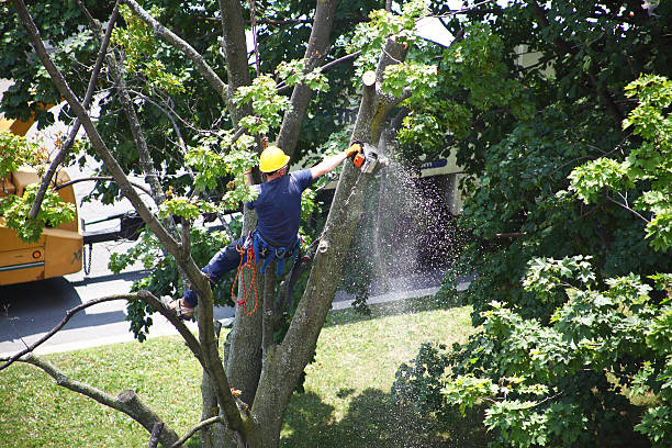 Best Utility Line Clearance  in Brown Deer, WI